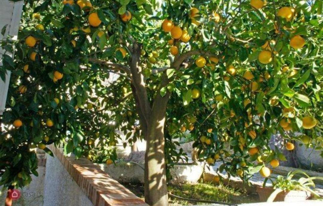 B&B Terramare Монтіано Екстер'єр фото